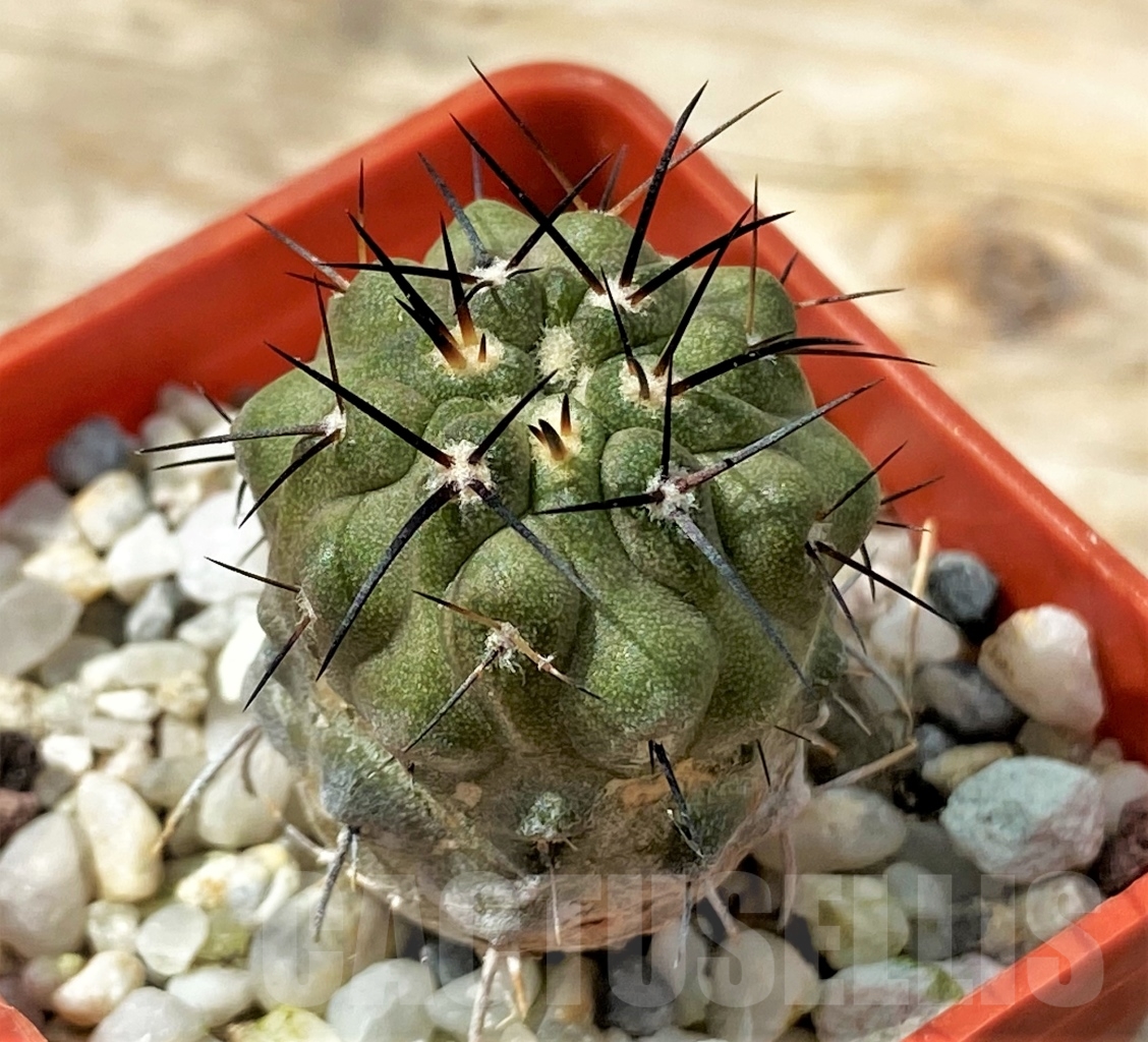 SHPR12901 Copiapoa dealbata - Image 2