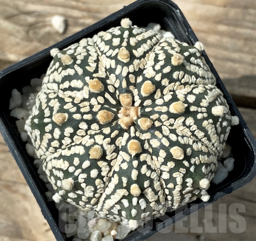SHPR12859 Astrophytum asterias 'Super Kabuto' hybrid