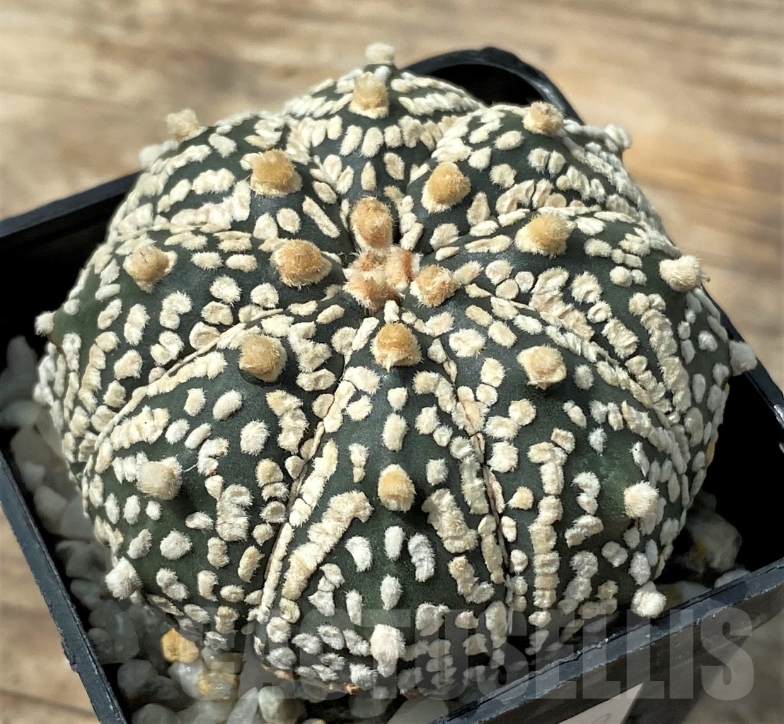 SHPR12859 Astrophytum asterias 'Super Kabuto' hybrid - Image 2