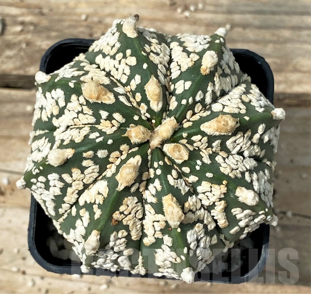 SHPR12862 Astrophytum asterias 'Super Kabuto' hybrid