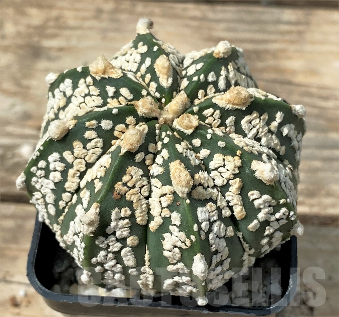 SHPR12862 Astrophytum asterias 'Super Kabuto' hybrid - Image 2
