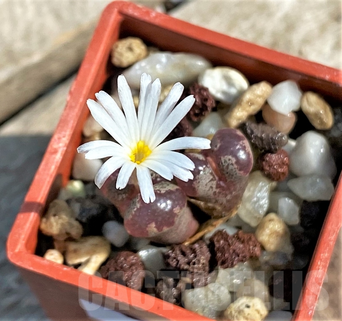 SHPR12283 Conophytum pellucidum