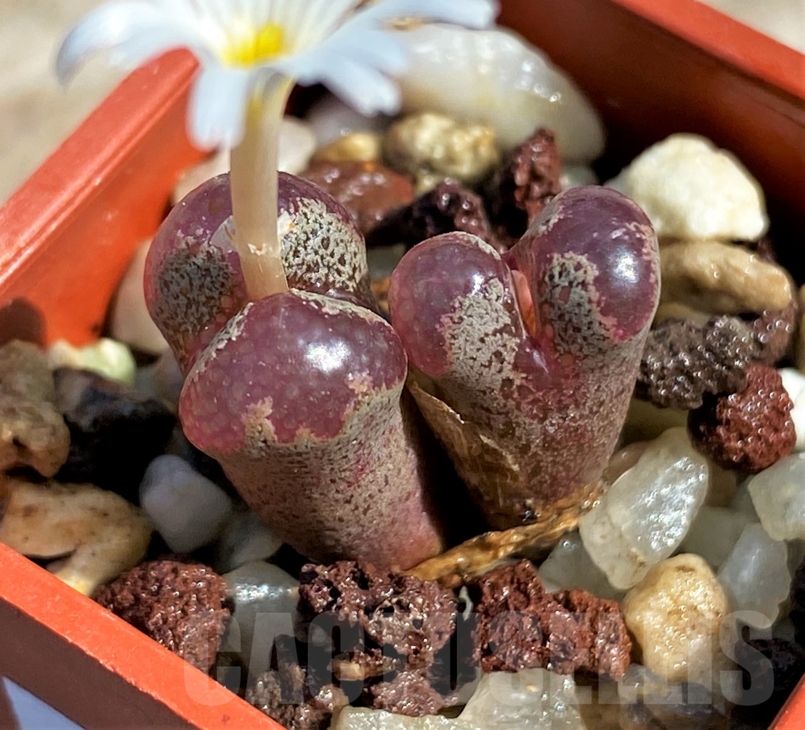 SHPR12283 Conophytum pellucidum - Image 4