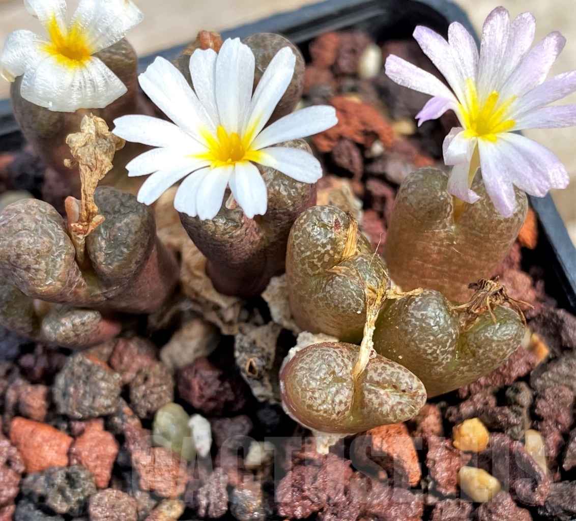 SHPR10990 Conophytum pellucidum v. lilianum