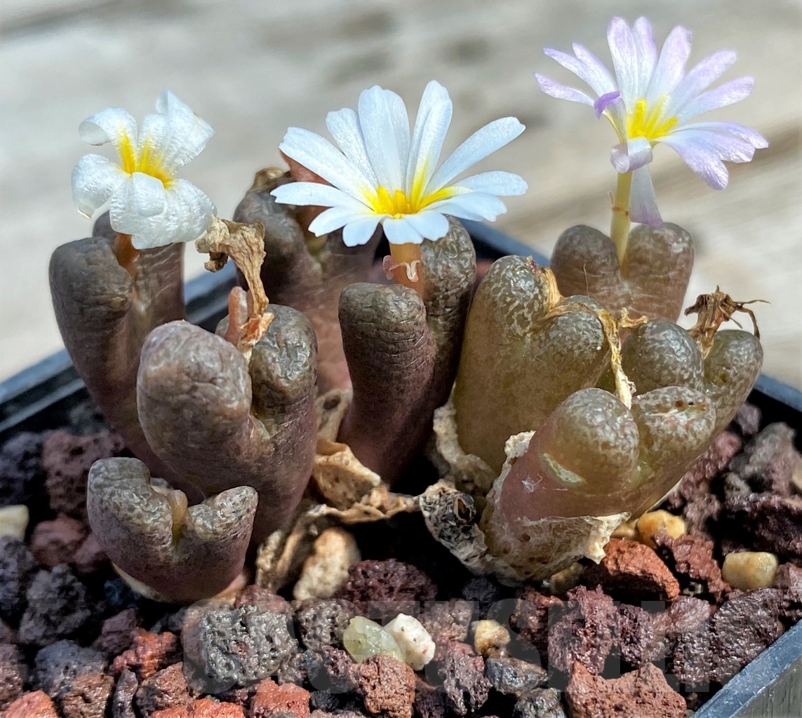 SHPR10990 Conophytum pellucidum v. lilianum - Image 2