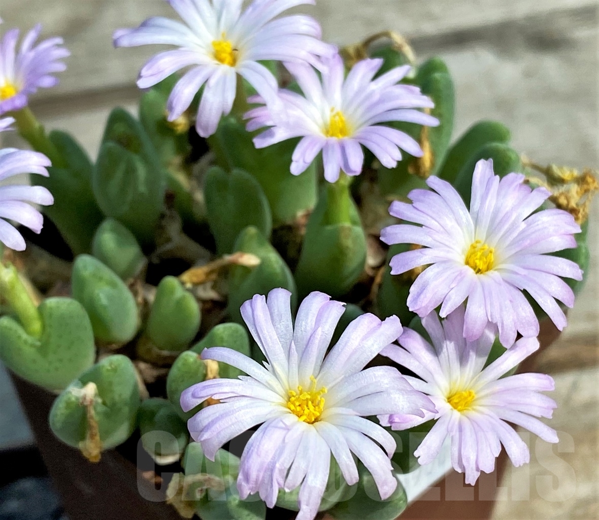 SHPR10900 Conophytum taylorianum ssp. rosynense SH 1333