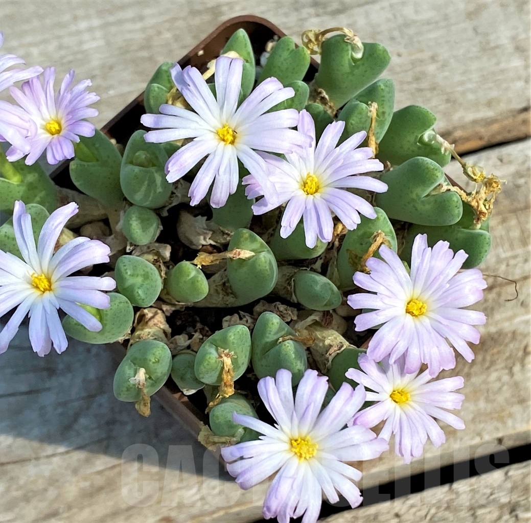 SHPR10900 Conophytum taylorianum ssp. rosynense SH 1333 - Image 3