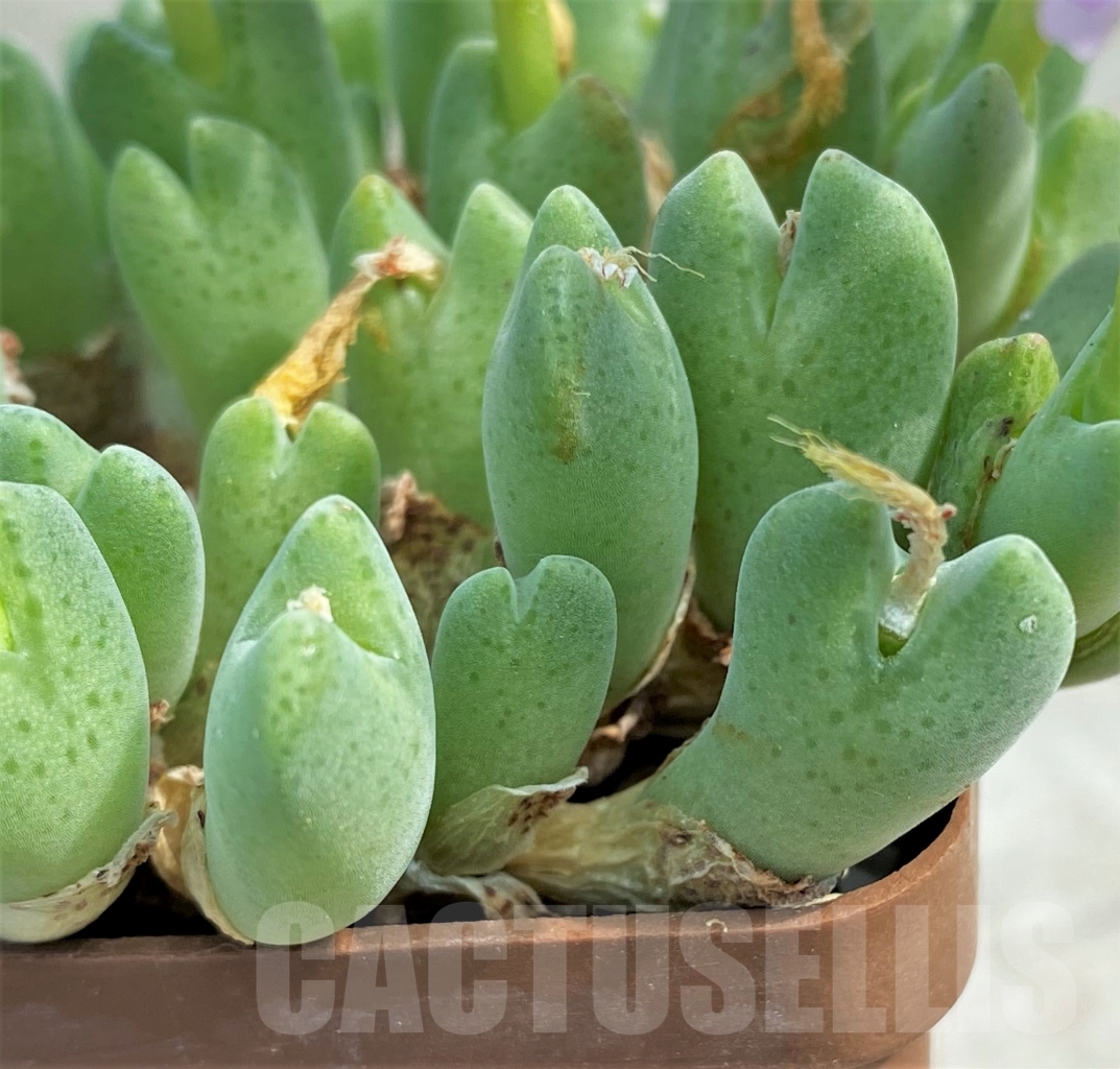 SHPR10900 Conophytum taylorianum ssp. rosynense SH 1333 - Image 4