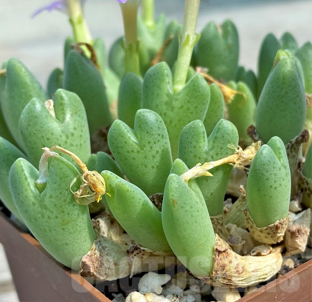 SHPR10900 Conophytum taylorianum ssp. rosynense SH 1333 - Image 5