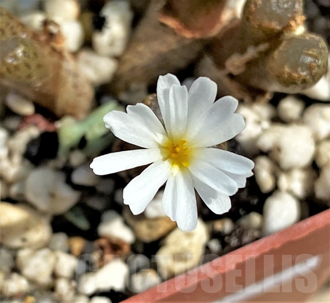 SHPR12951 Conophytum pellucidum ssp. cupreatum