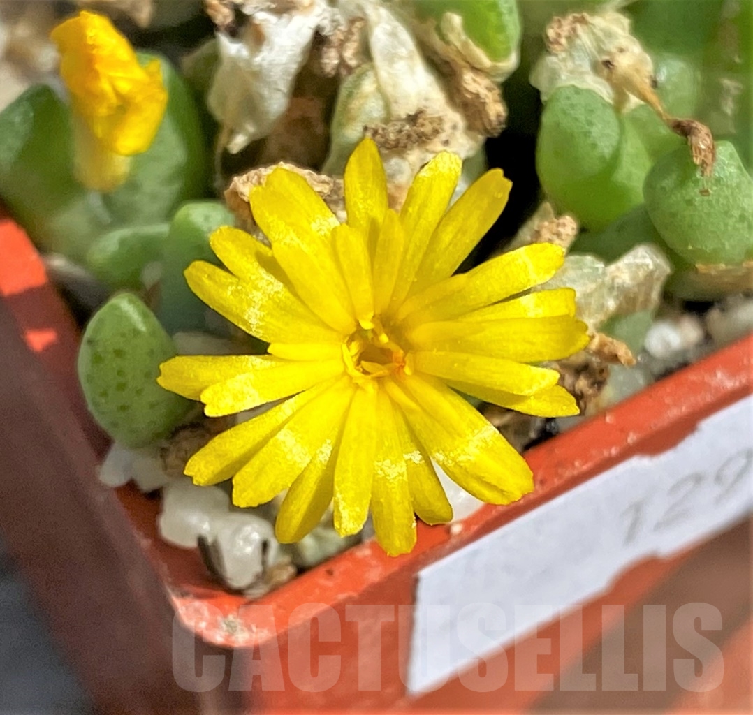 SHPR12952 Conophytum tantillum ssp. inexpectatum