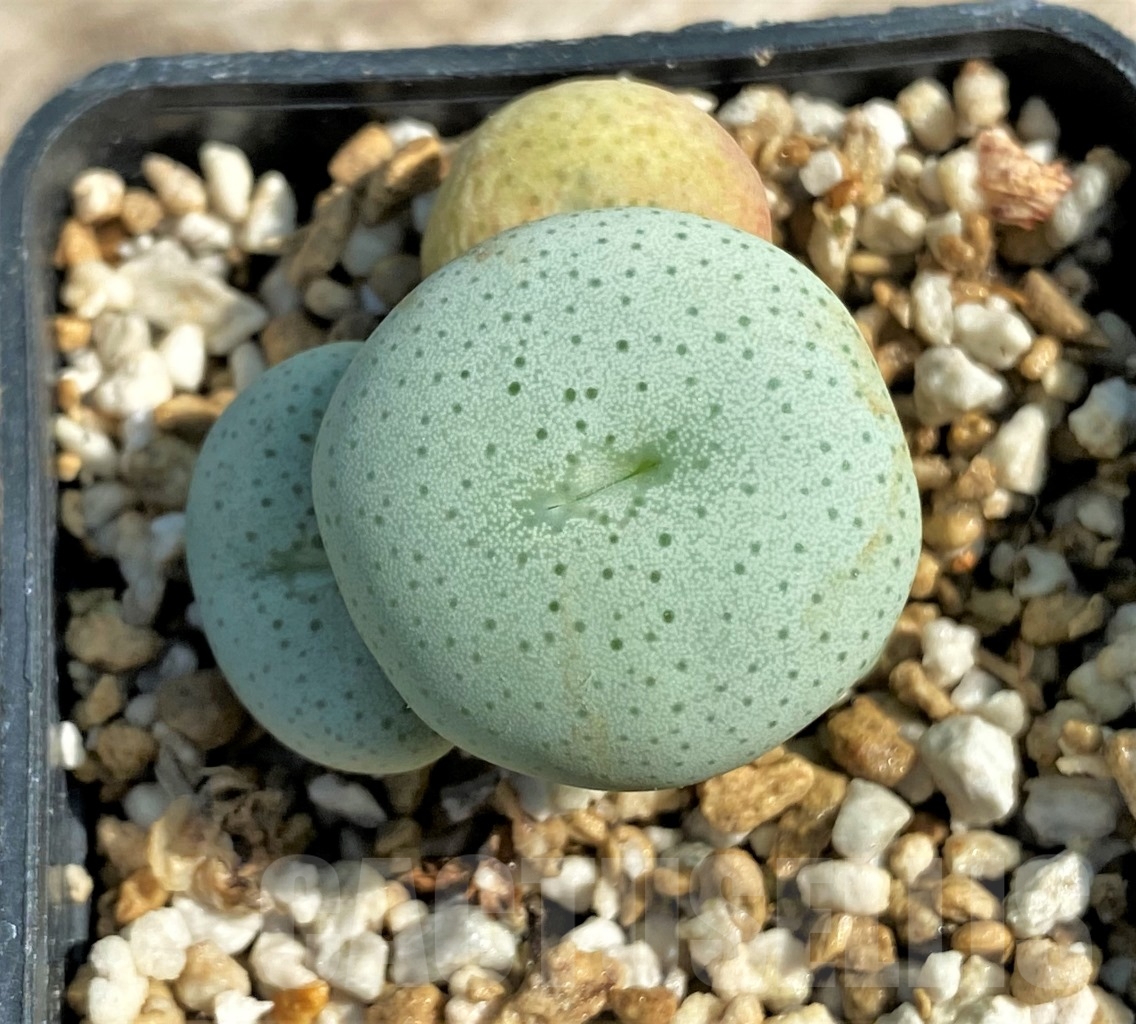 SHPR12953 Conophytum gratum SB 2034, ex MG 1425.612