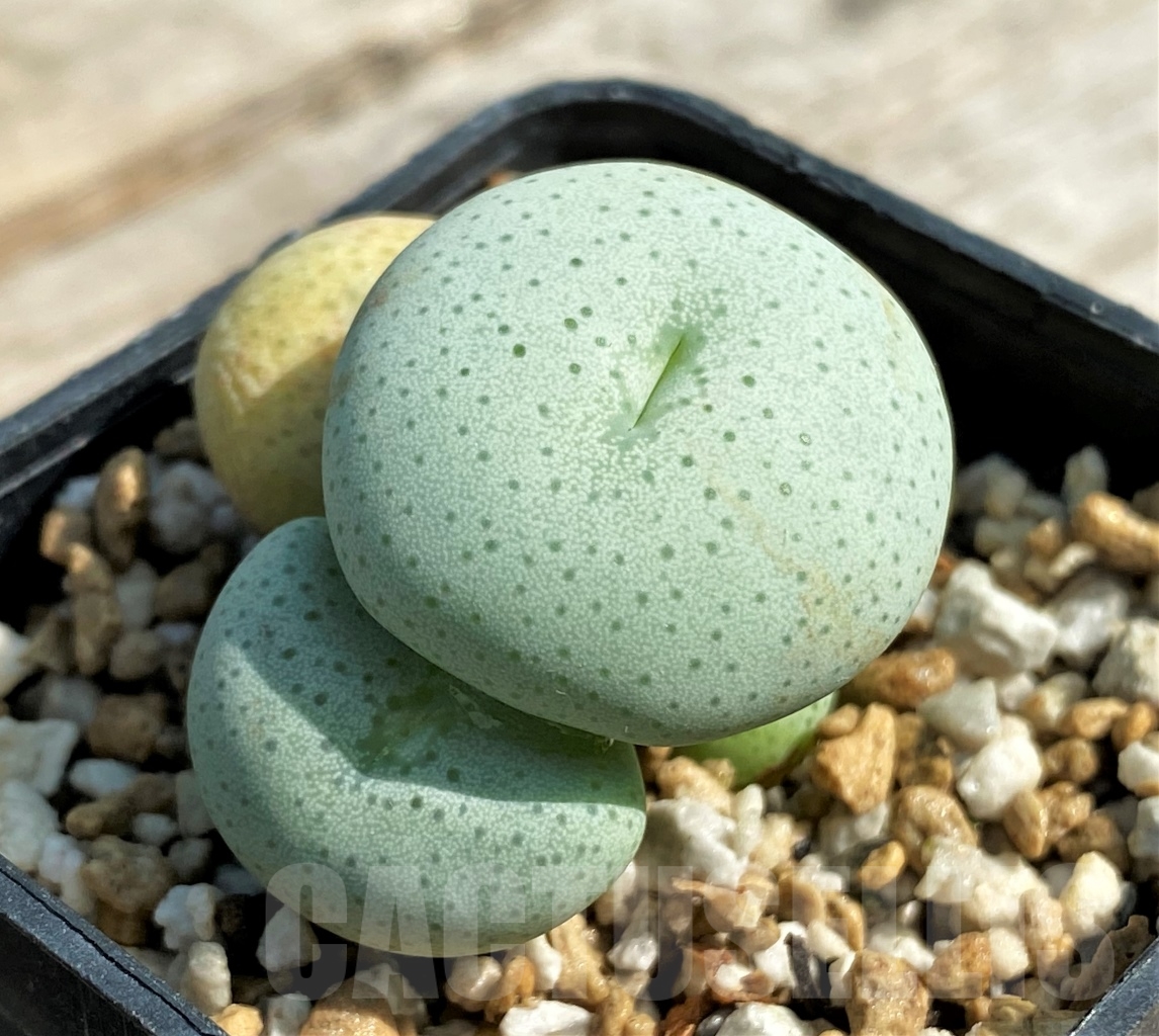 SHPR12953 Conophytum gratum SB 2034, ex MG 1425.612 - immagine 2