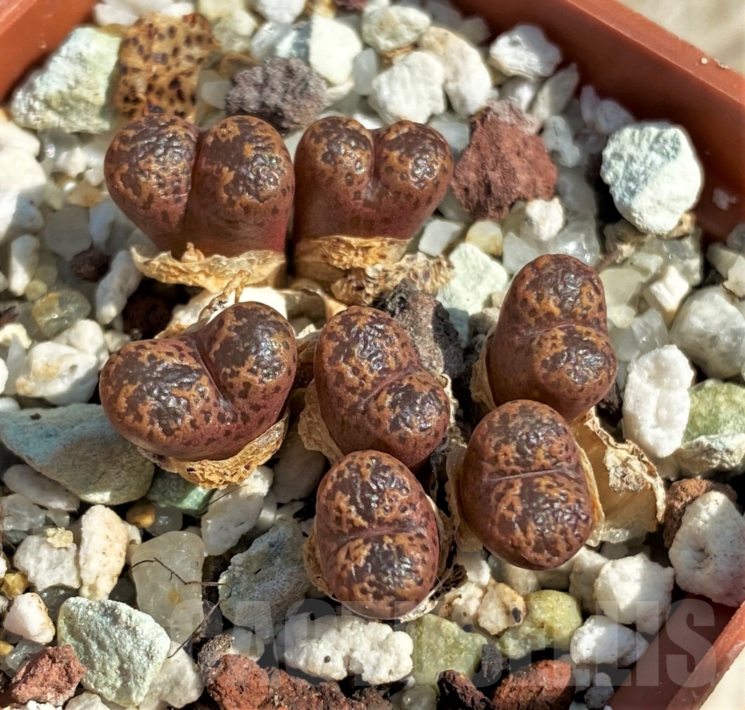 SHPR12954 Conophytum pellucidum - immagine 2