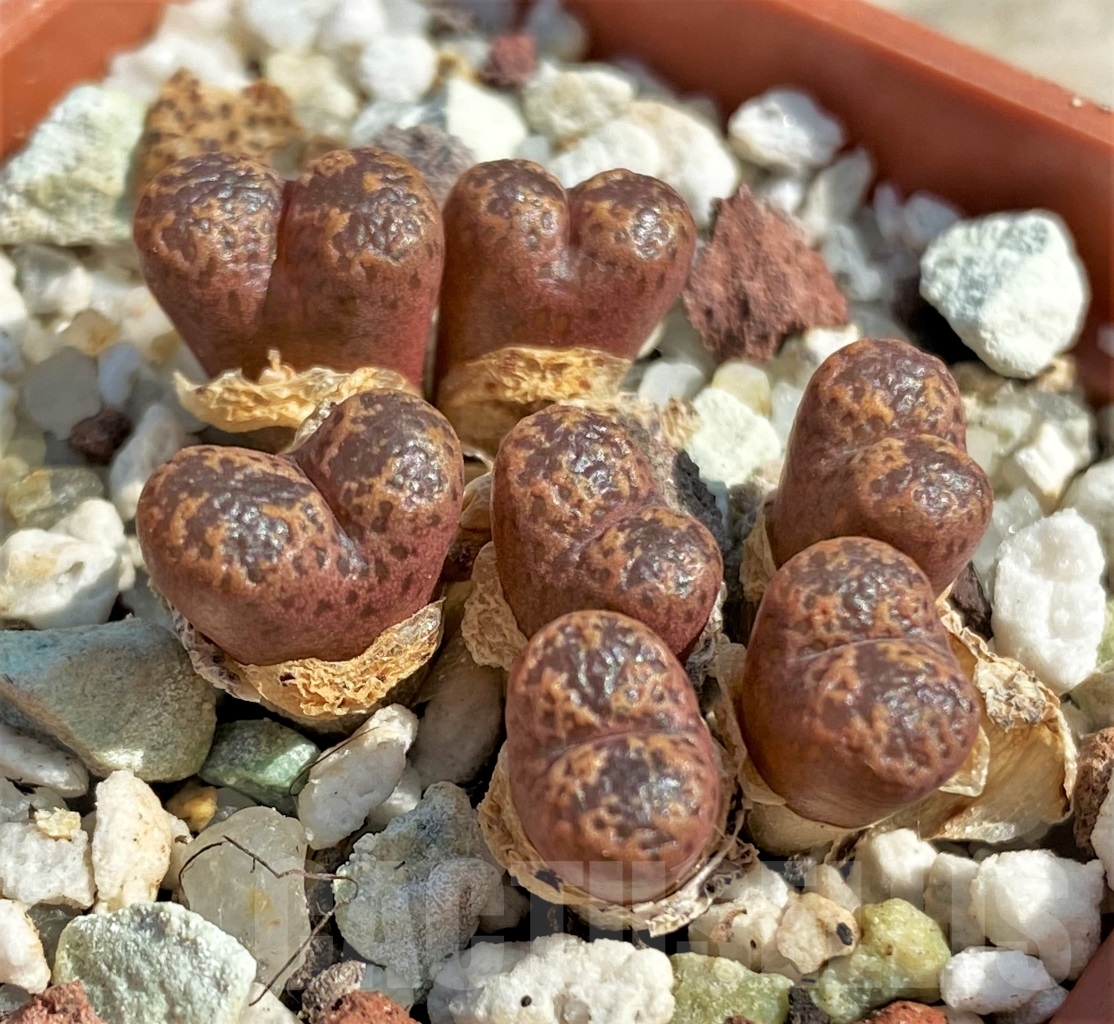 SHPR12954 Conophytum pellucidum