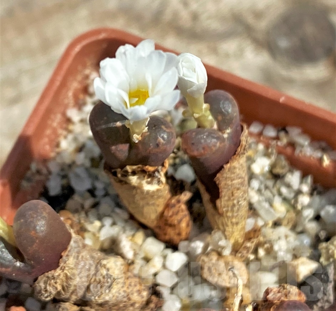 SHPR12955 Conophytum pellucidum 'Pardicolor'