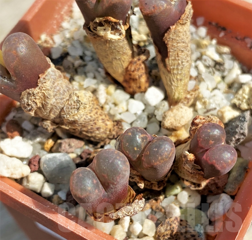 SHPR12955 Conophytum pellucidum 'Pardicolor' - immagine 2
