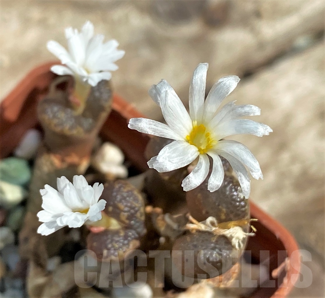 SHPR12956 Conophytum pellucidum LAV 26801