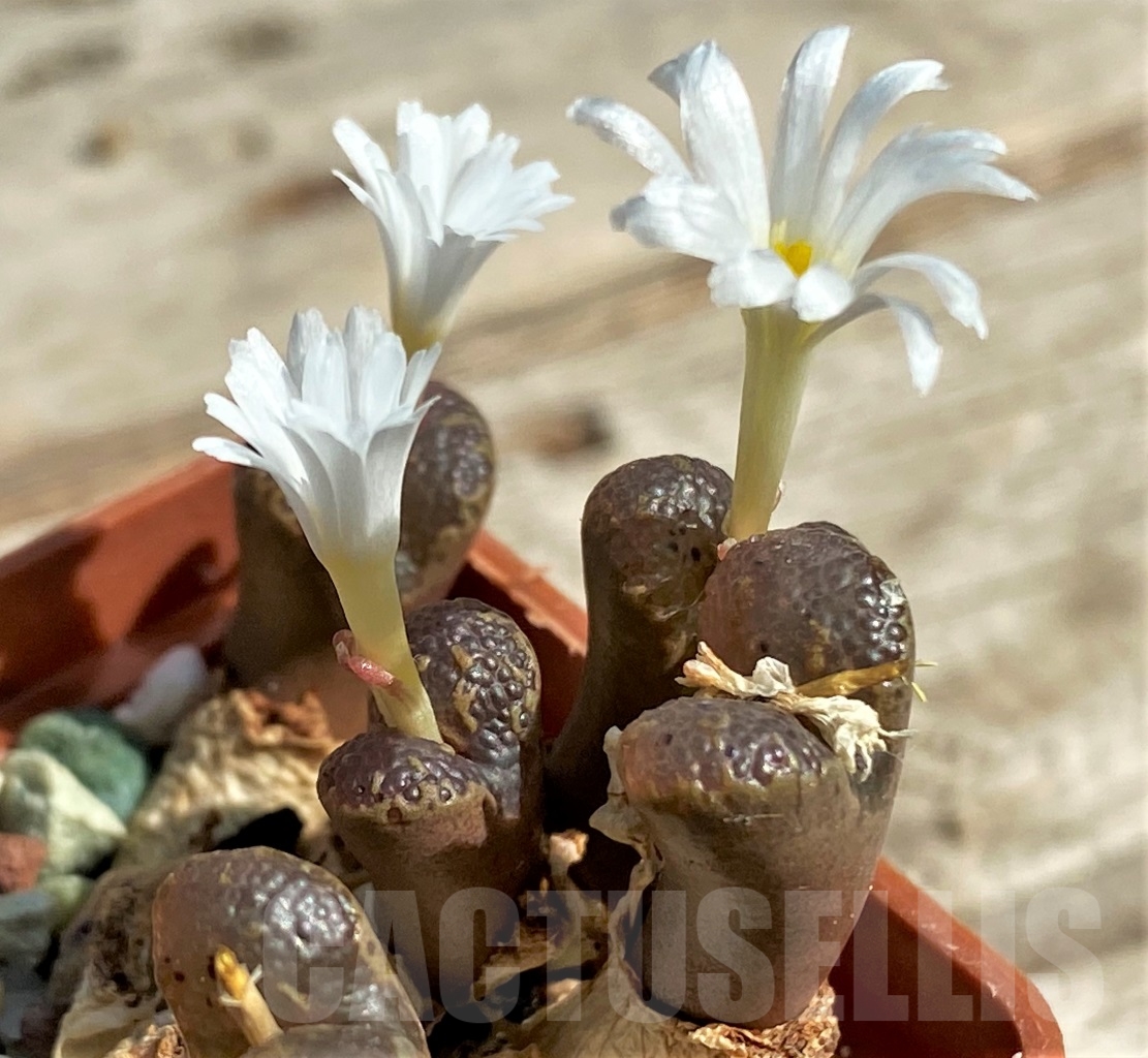 SHPR12956 Conophytum pellucidum LAV 26801 - immagine 2