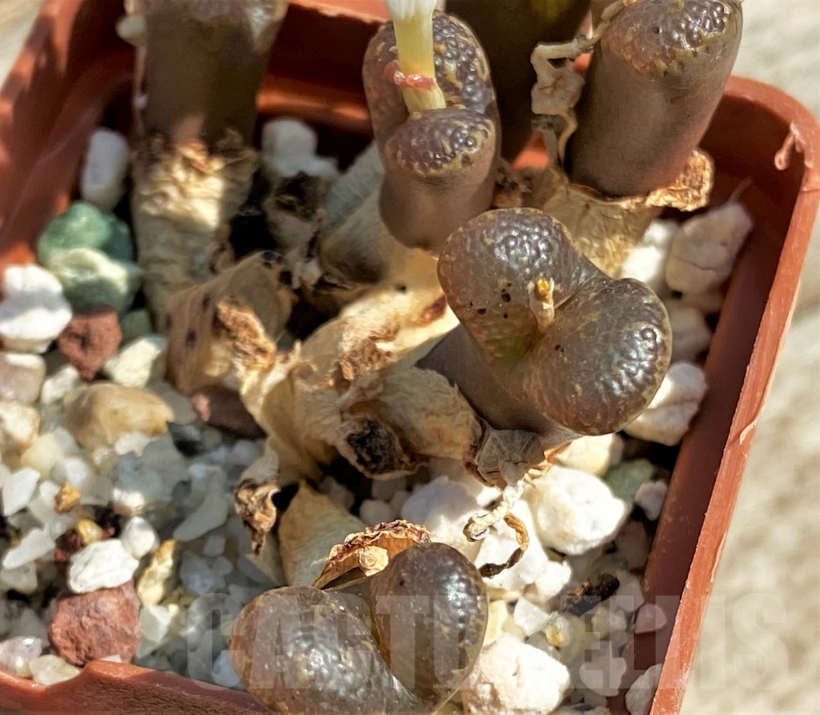 SHPR12956 Conophytum pellucidum LAV 26801 - immagine 3