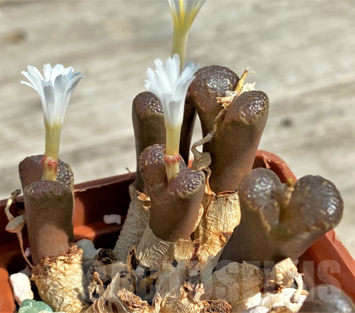 SHPR12956 Conophytum pellucidum LAV 26801 - immagine 4