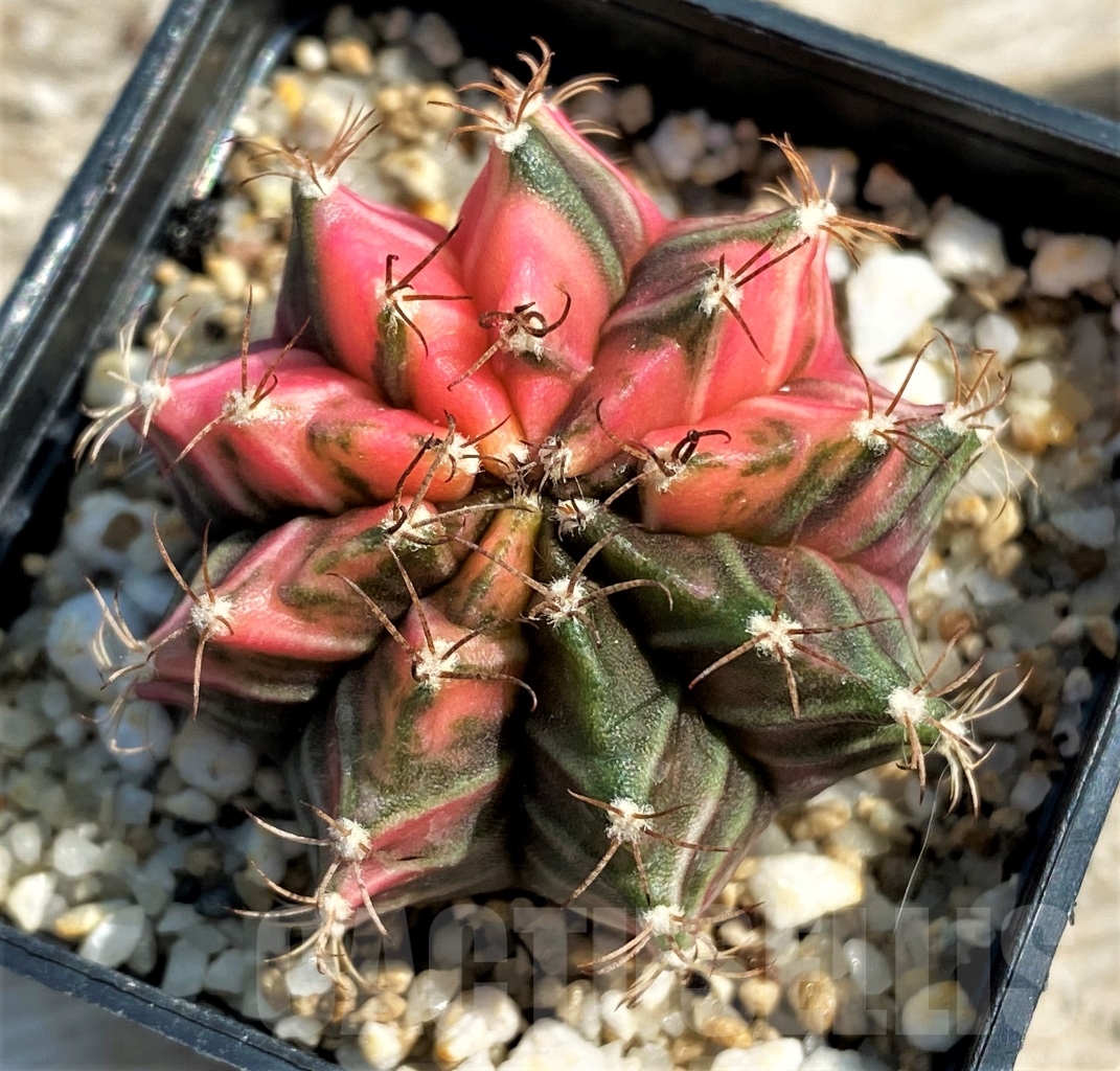 SHPR12986 Gymnocalycium mihanovichii f. variegata - Image 2