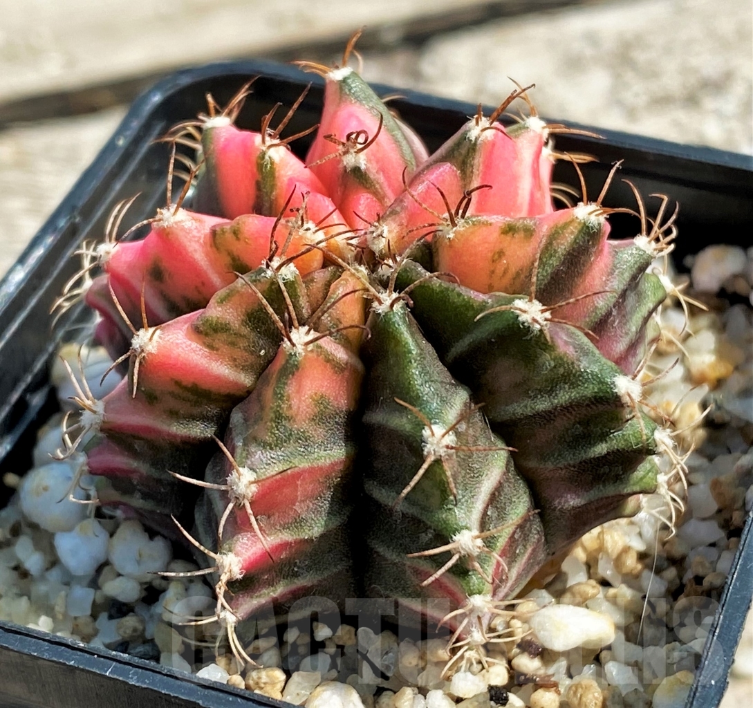 SHPR12986 Gymnocalycium mihanovichii f. variegata