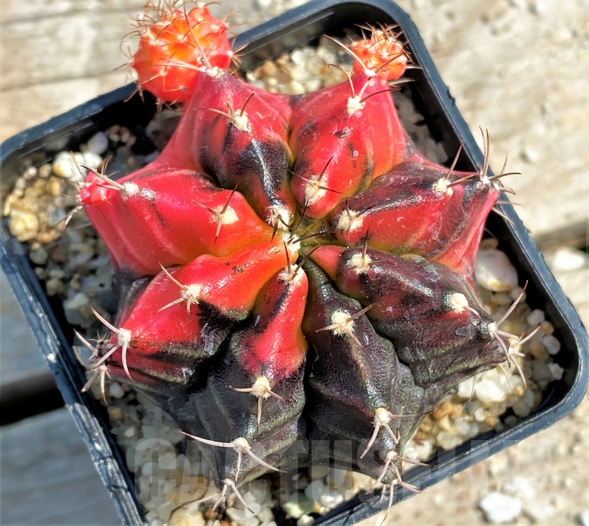 SHPR12988 Gymnocalycium mihanovichii f. variegata - Image 2