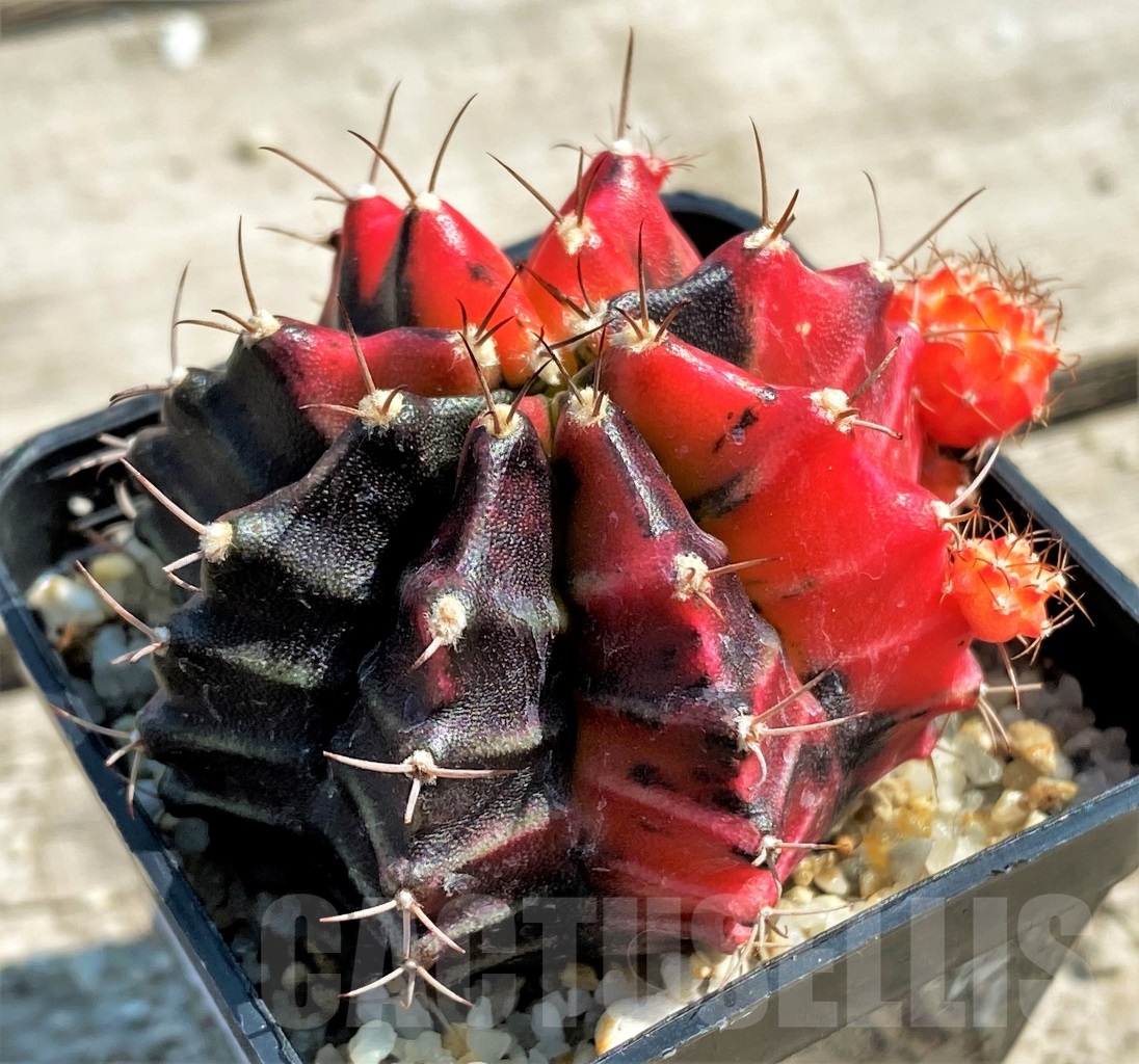 SHPR12988 Gymnocalycium mihanovichii f. variegata
