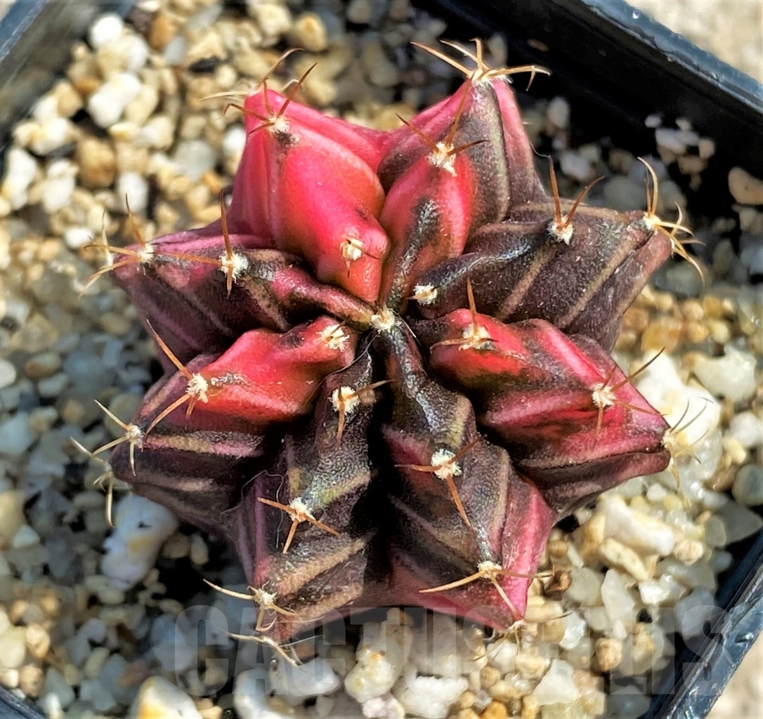 SHPR12989 Gymnocalycium mihanovichii f. variegata - Image 2
