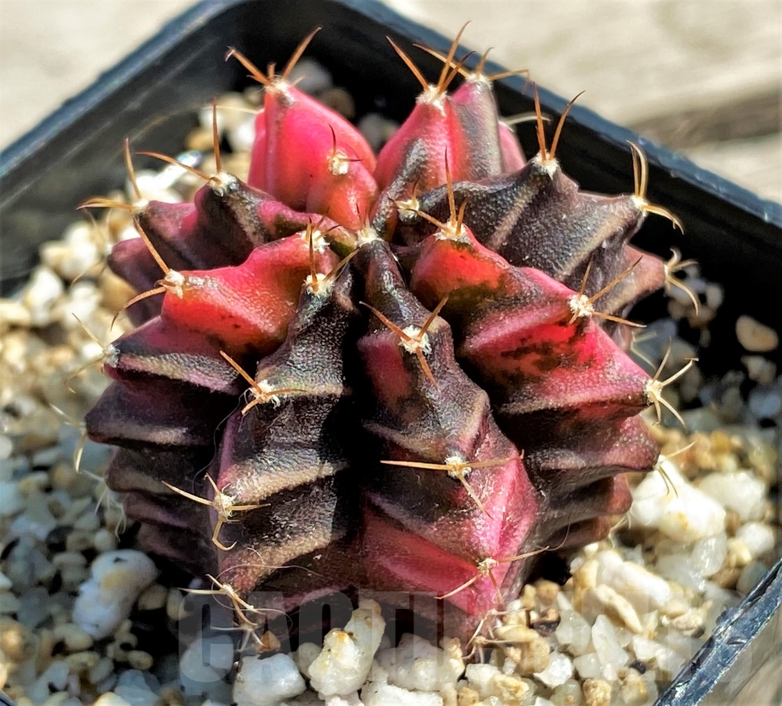 SHPR12989 Gymnocalycium mihanovichii f. variegata