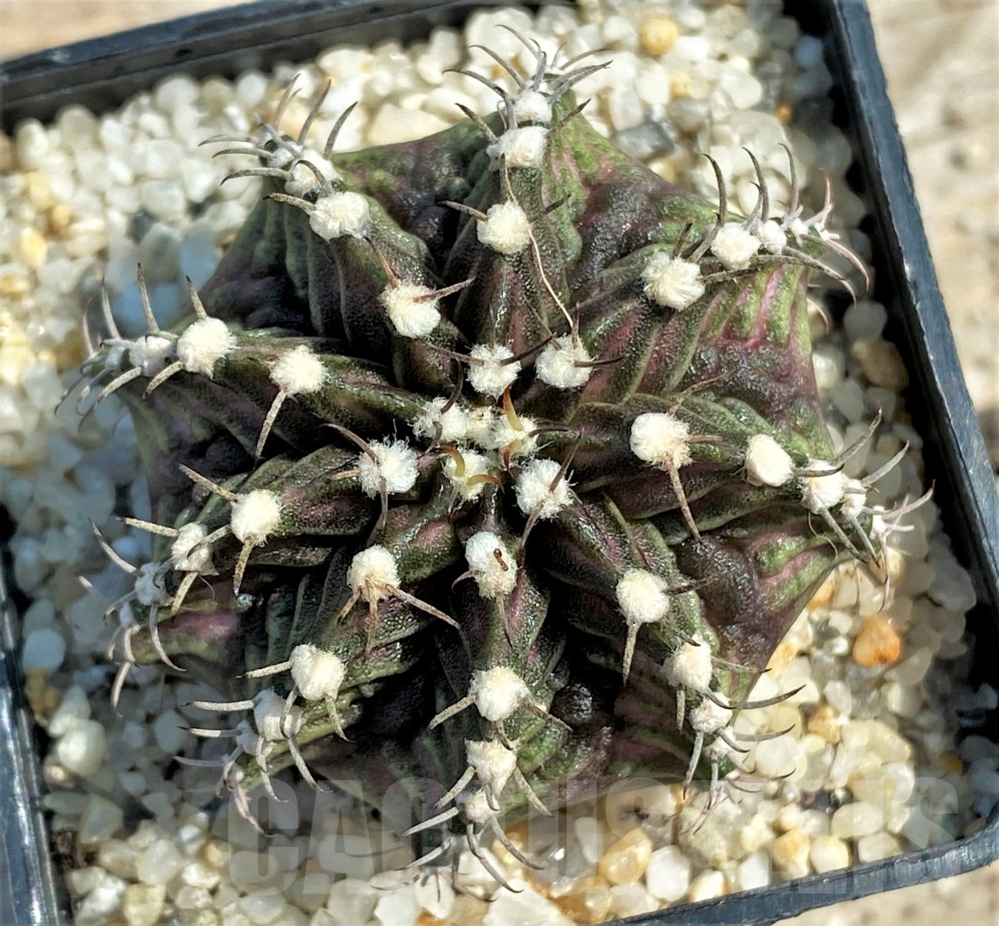 SHPR12990 Gymnocalycium mihanovichii T-Rex - Image 2