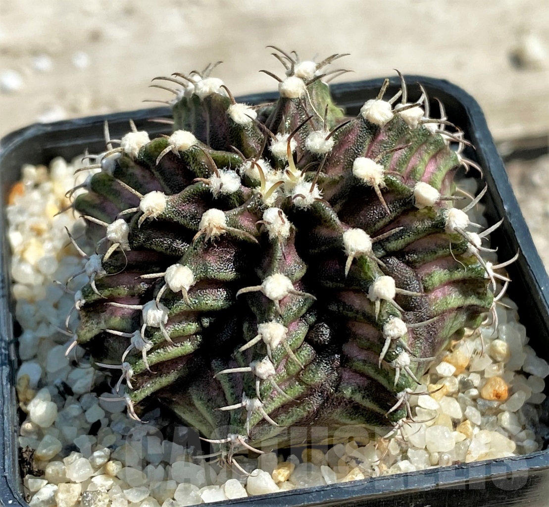 SHPR12990 Gymnocalycium mihanovichii T-Rex