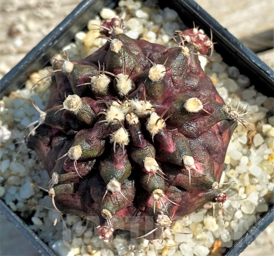 SHPR12991 Gymnocalycium mihanovichii T-Rex - Image 2