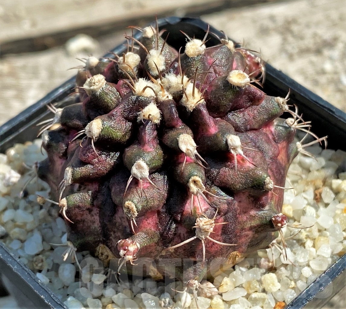 SHPR12991 Gymnocalycium mihanovichii T-Rex