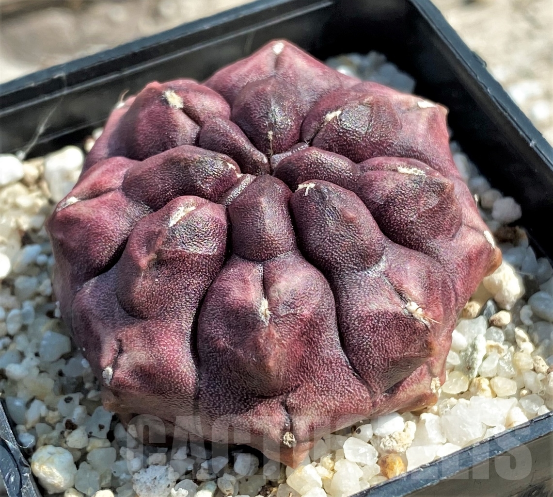 SHPR12992 Gymnocalycium mihanovichii 'Day Dream' - Image 2