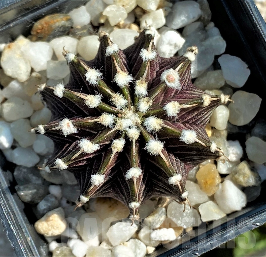 SHPR12993 Gymnocalycium friedrichii LB 2178, Agua Dulce