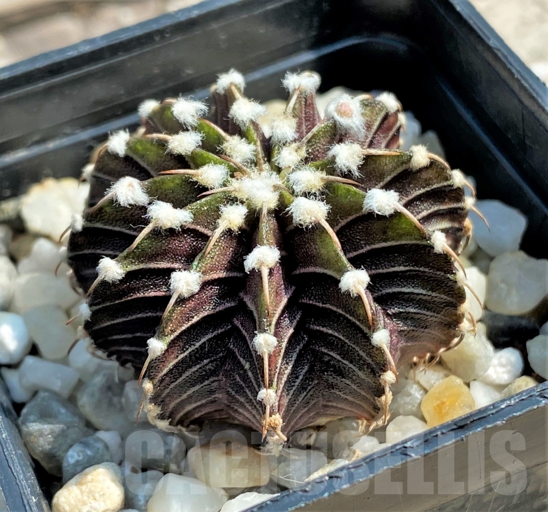SHPR12993 Gymnocalycium friedrichii LB 2178, Agua Dulce - Image 2