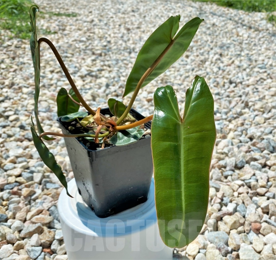 SHPR11870 Philodendron billietiae TC plant - Image 2