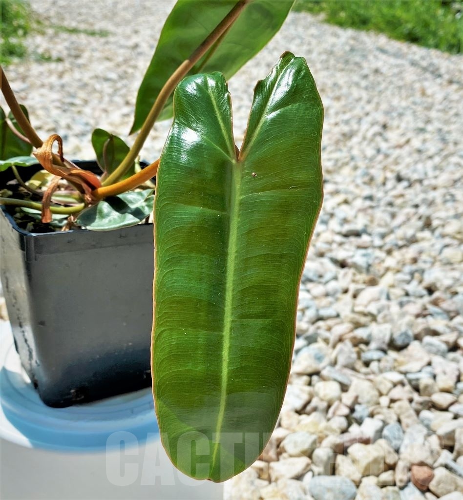 SHPR11870 Philodendron billietiae TC plant - Image 3