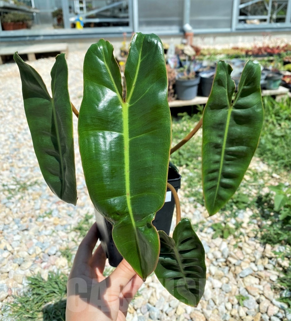SHPR11870 Philodendron billietiae TC plant
