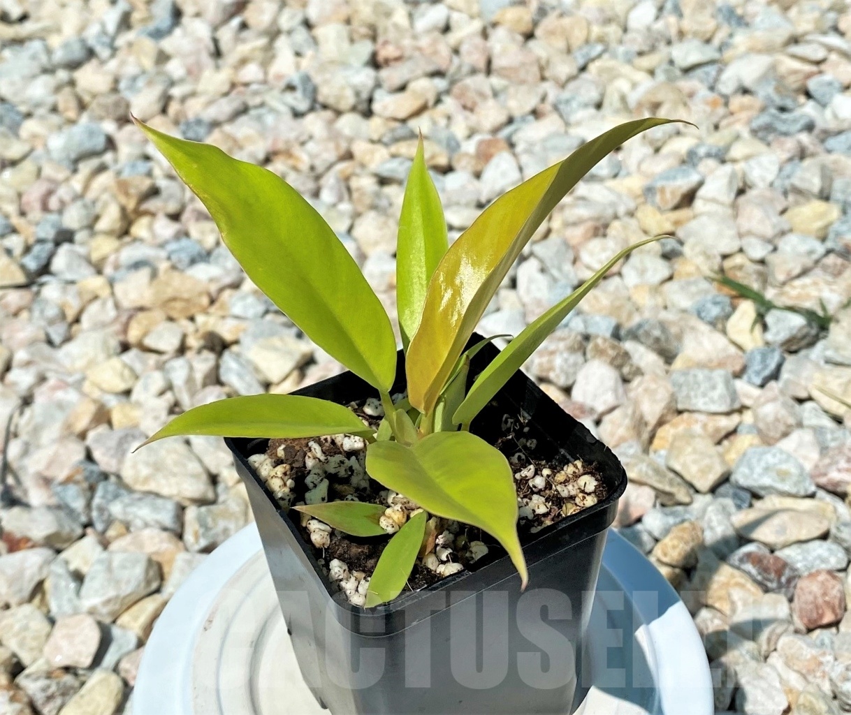 LAB032 Philodendron 'Golden Crocodile' TC plant - immagine 2