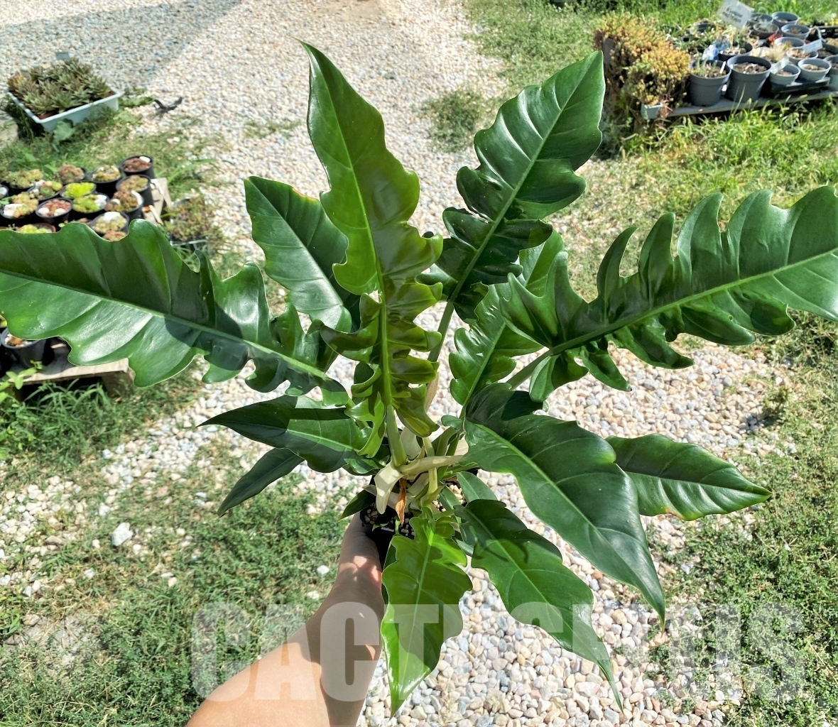 LAB058 Philodendron ‘Jungle Boogie’