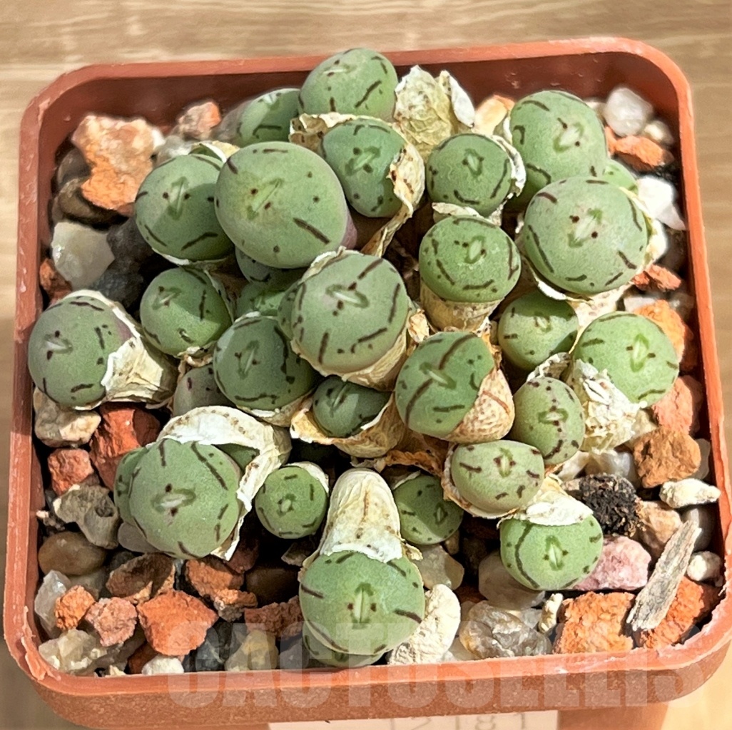SHPR12181 Conophytum obcordellum 'lambertense'