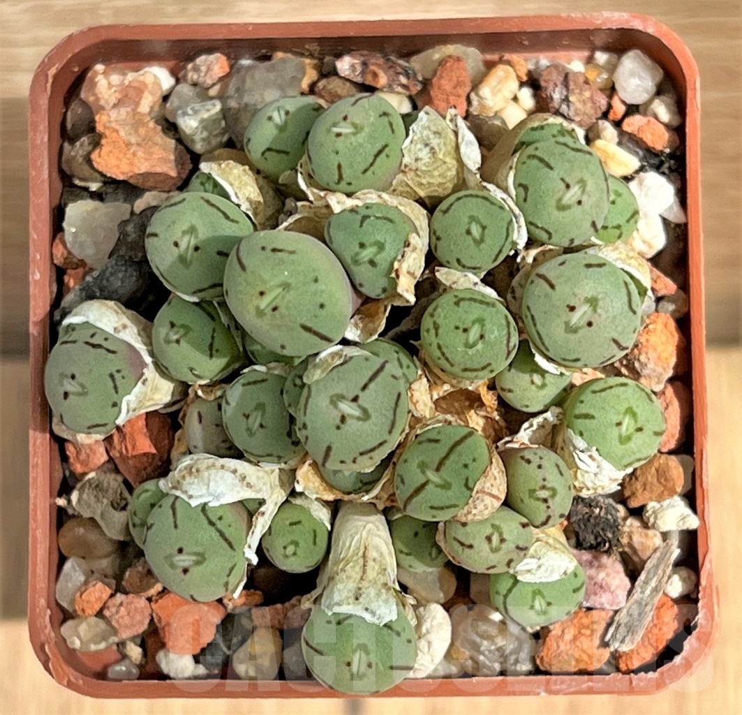 SHPR12181 Conophytum obcordellum 'lambertense' - Image 3