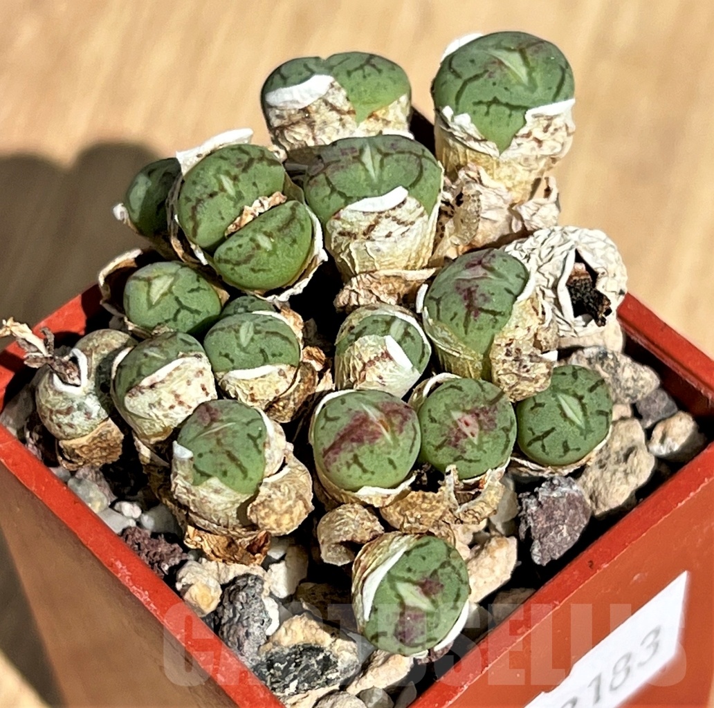 SHPR12183 Conophytum wittebergense - Image 2