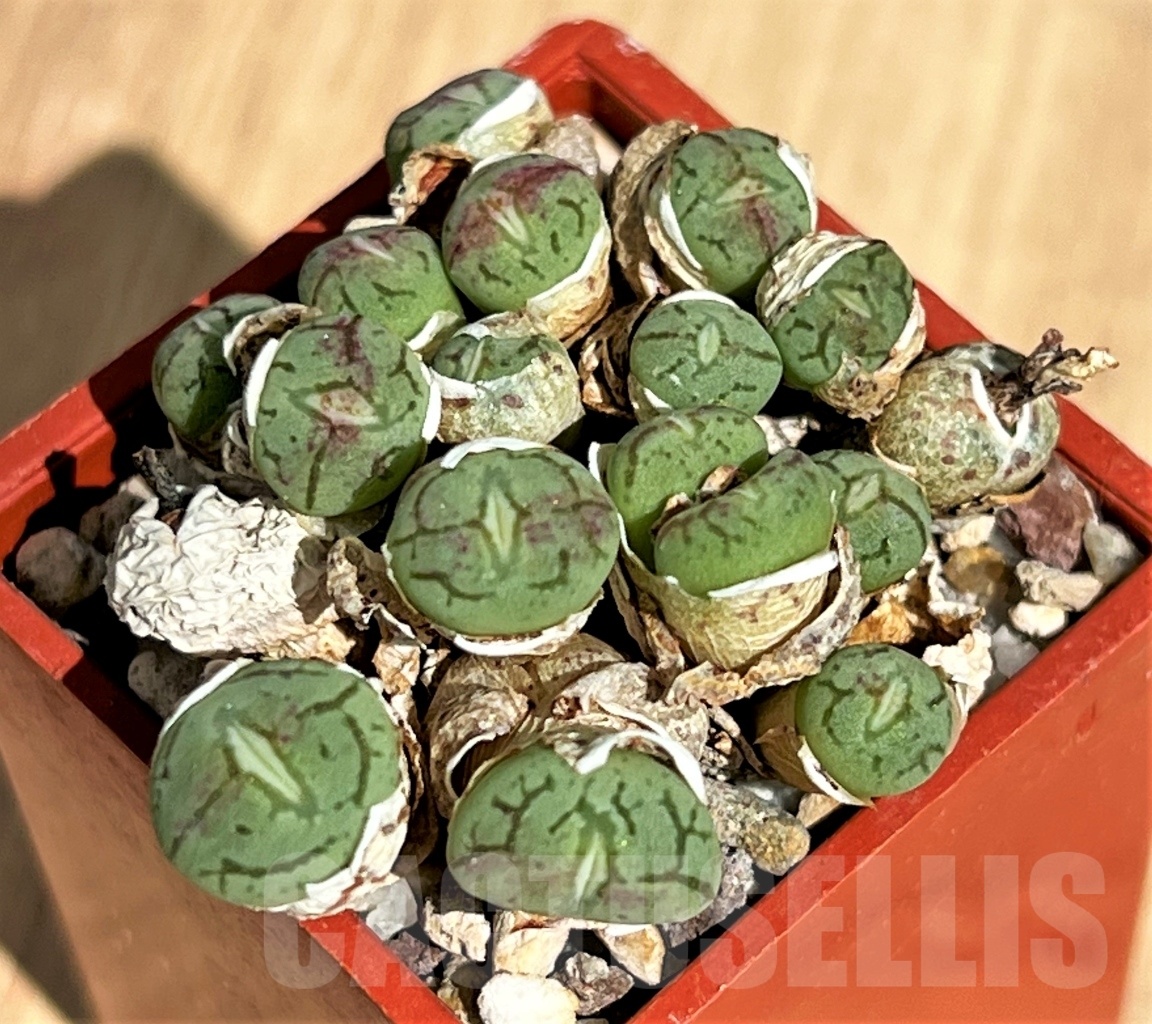SHPR12183 Conophytum wittebergense