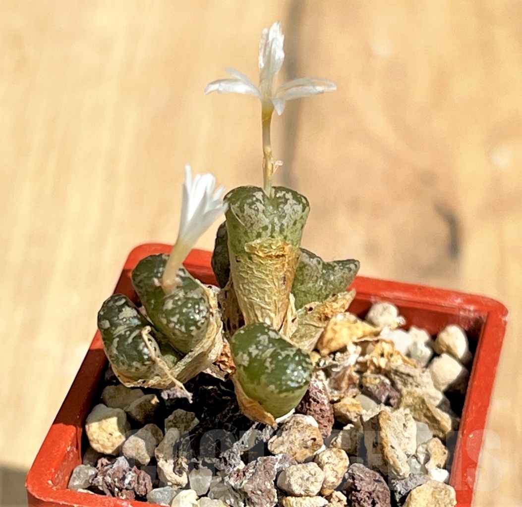 SHPR12186 Conophytum pellucidum - 画像 (2)
