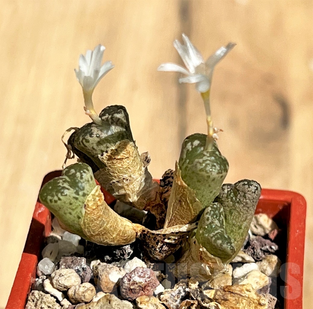 SHPR12186 Conophytum pellucidum