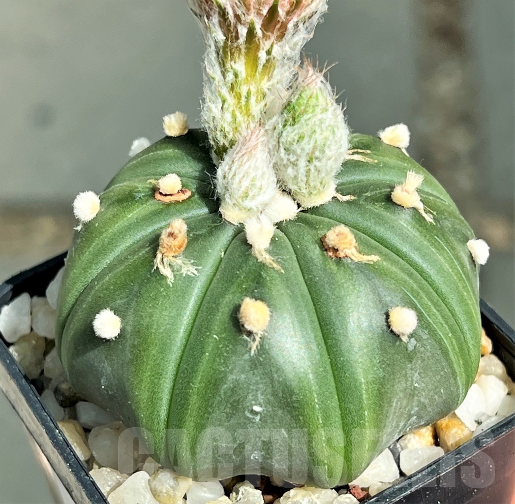 SHPR12190 Astrophytum asterias f. nudum - Image 2